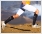 gladiator sports compression stockings long worn by athlete
